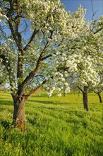 Blossoming pear trees in spring in evening light