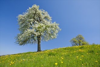 Alone flowering pear tree in spring in flowering meadow