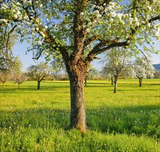 Blossoming pear trees in spring at evening light