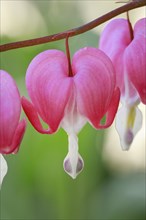 Close-up of the flower of the watering heart (Lamprocapnos spectabilis)