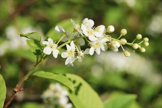 Close-up of flowers of the common weeping cherry in spring