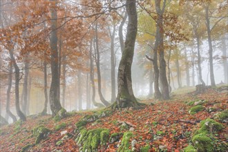 Autumn beech forest in fog