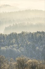 Snowy fir forest with fog
