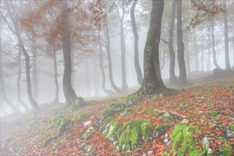 Autumn beech forest in fog