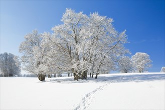 Snowshoe tracks in deep snowy landscape with beech trees under blue sky in Neuchatel Jura