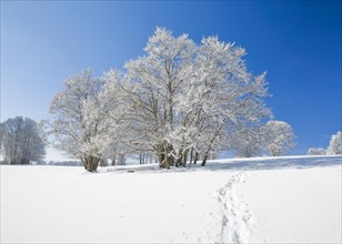 Snowshoe tracks in deep snowy landscape with beech trees under blue sky in Neuchatel Jura