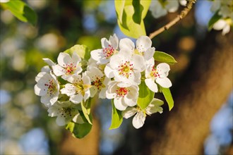 Close up of pear tree blossoms in spring