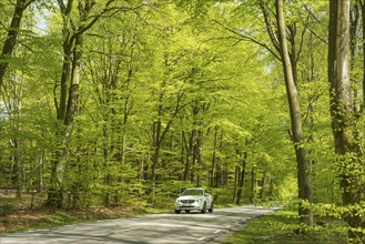 Car drives through Deciduous forest in springtime