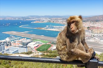 Macaques monkeys and overview Gibraltar Airport