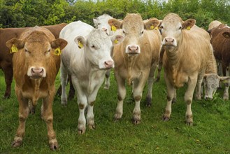 Beef cattles standing side by side on pastureland at Hovs Hallar