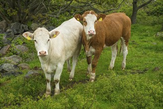 Beef cattles standing to gather on pastureland at Hovs Hallar