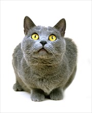 Chartreux house cat lay against white background