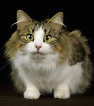 Skogkatt domestic cat