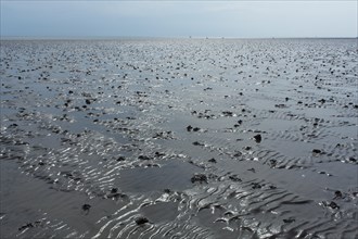 Wadden Sea in the North Sea