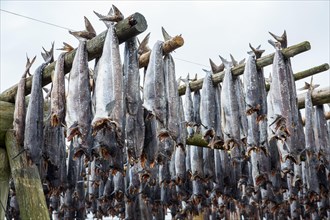 Drying codfish (Gadus morhua)