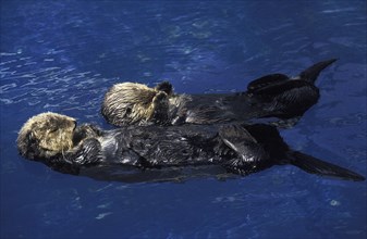 Sea otter (enhydra lutris)