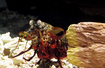 Clown mantis shrimp