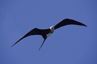 Magnificent Frigatebird (fregata magnificens)