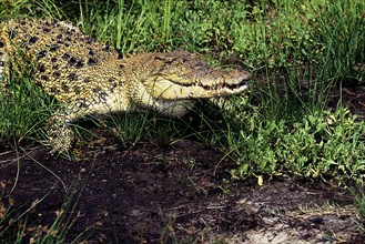 Australian Saltwater Crocodile (crocodylus porosus) or Estuarine Crocodile