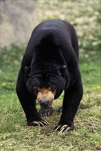 Malayan Sun Bear (helarctos malayanus)