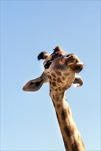 Rothschild's Giraffe (giraffa camelopardalis rothschildi)
