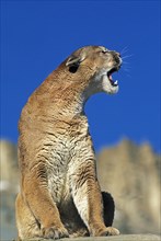 Cougar (puma concolor)