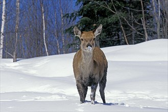 Rocky Mountain Elk or Rocky Mountain Wapiti (cervus canadensis) nelsoni