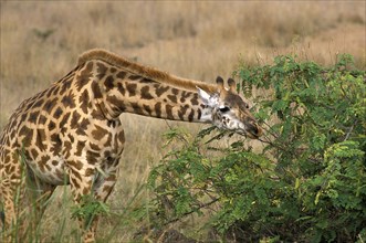 Masai Giraffe (giraffa camelopardalis tippelskirchi)