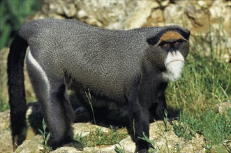 De Brazza's Monkey (cercopithecus neglectus)
