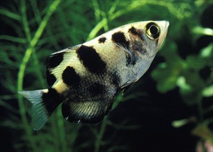 Archer Fish (toxotes jaculatrix)