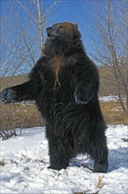 Kodiak Bear (ursus arctos middendorffi)