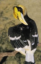 Great Hornbill (buceros bicornis)