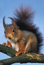 Red Squirrel (sciurus vulgaris)