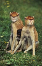 Patas Monkey (erythrocebus patas)
