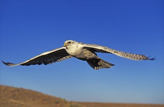 Gyrfalcon (falco rusticolus)
