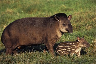 Lowland Tapir (tapirus terrestris)