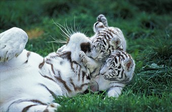 White Tiger (panthera tigris)