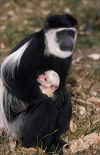 Black and White Colombus Monkey (colobus guereza)