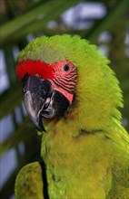 Great Green Macaw (ara ambigua) or Buffon's Macaw