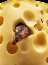 House Mouse (mus musculus)