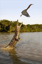 Spectacled Caiman (caiman crocodilus)