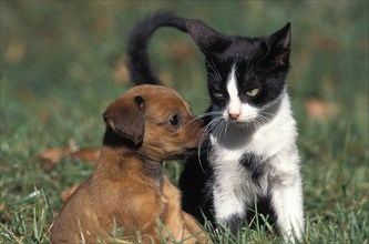 Puppy and kitten on grass
