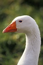 House Goose