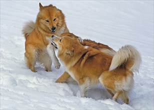 Icelandic dog or Icelandic shepherd dog