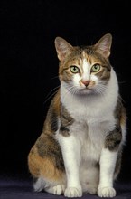 Japanese bobtail domestic cat