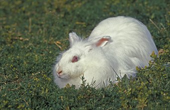 Angora domestic rabbit lying on grass