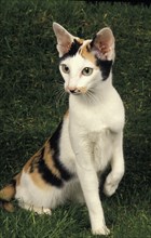 Oriental domestic cat