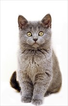 Chartreux domestic cat