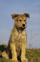 Picardy shepherd dog