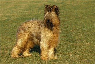 Briard dog (old standard breed with cropped ears)